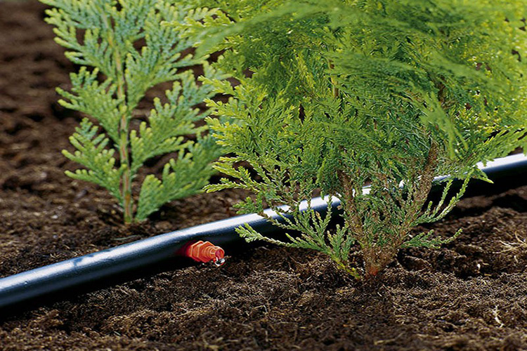 Cuộn 50m ống nhựa 1/2